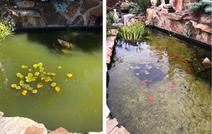 Large Fishpond/Water Feature Pack
