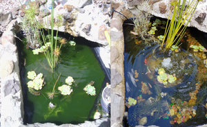 Small Fishpond/Water Feature Pack